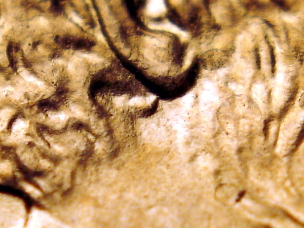 2006-P-LMC-1-Do-018-Double-Earlobe-Eds.